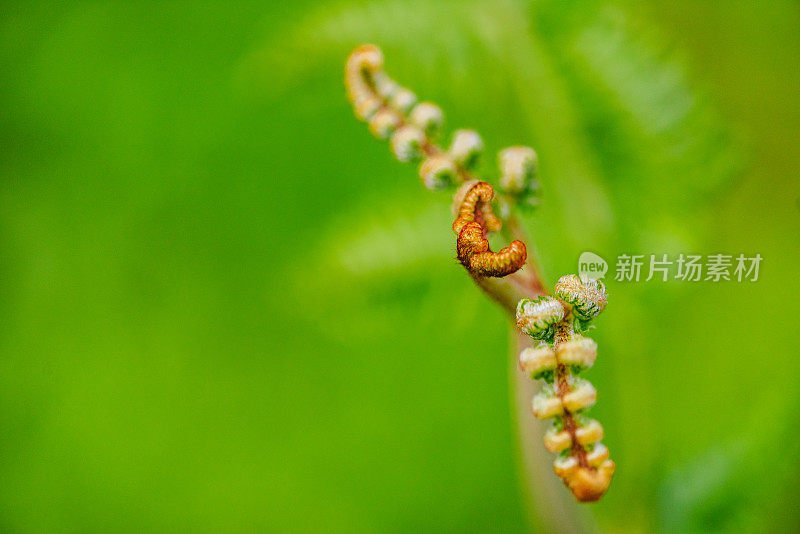 蕨类植物的Macrophotography Shots